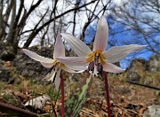 58 Denti di cane (Erythronium dens-canis)